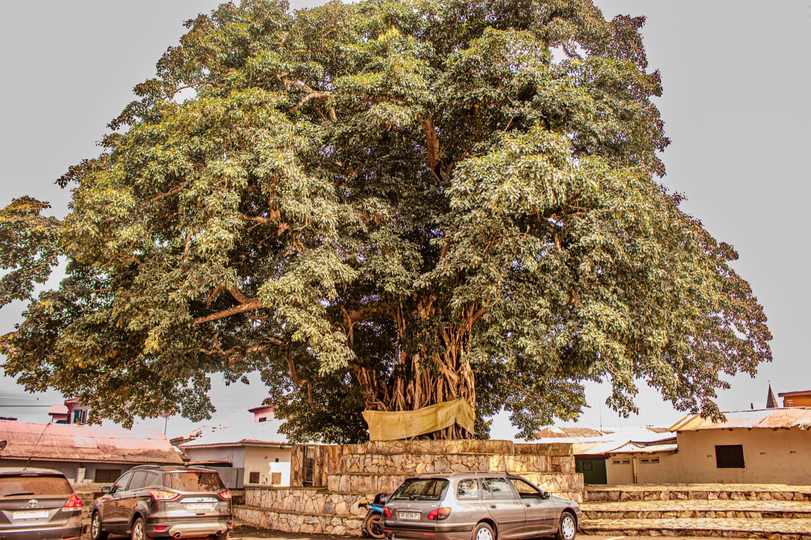 The great meeting tree, its canopy shading the community below